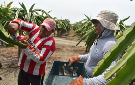 Plantación. En la foto se puede conocer la planta que produce la pitahaya, la cual absorbe  20 a 25 litros de agua. 
