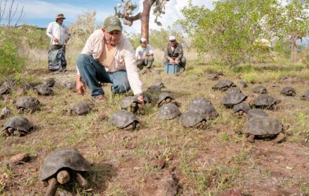 La tortugas corresponden a las camadas de quelonios que nacieron en cautiverio entre los años 2012 y 2015.