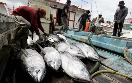 Al año, el país llega a procesar cerca de 500.000 toneladas de atún. 