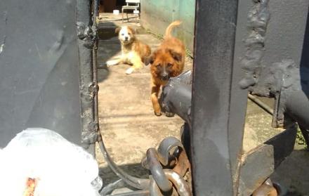 Gracias a la intervención de una fundación y la Policía, los canes fueron recatados en una vivienda en el sur de Quito.