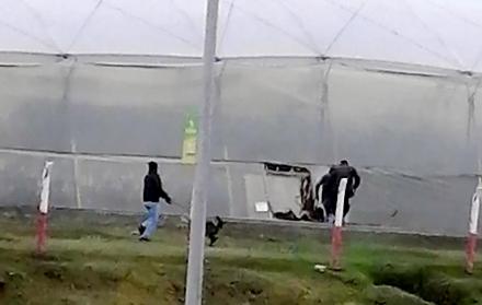 Video. En una captura de pantalla se observa a manifestantes ingresando a una florícola.