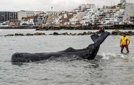 Surfistas y policías salvan a ballena varada en playa de Lima 