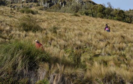 Campos. Las plantas son recolectadas de las montañas. 3. Salud.