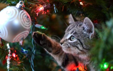Motivos. Los felinos se sienten atraídos a los adornos y luces del árbol. Los expertos en el tema recomiendan que los dueños le brinden juguetes 