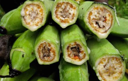 Moko. La enfermedad bacteriana provoca daños en los frutos. En Ecuador afecta más al plátano.