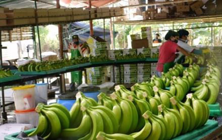 Europa reduce las importaciones desde Ecuador