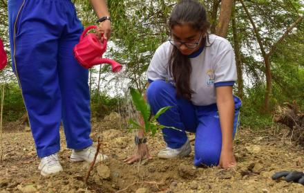 Plaza asegura que en Manabí, algunos árboles de jaboncillo han sido talados. Asegura que en el país deben plantarse más. El lunes, en Guayaquil, los alumnos de la unidad educativa Telma II y la Prefectura del Guayas sembraron decenas de estos árboles en M