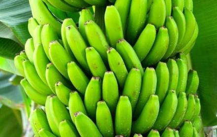 Referencial. La reducción de compra internacional ha afectado el crecimiento del banano.