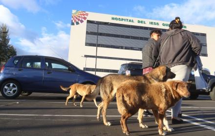 Tres informes actuariales estarán listos hasta el 28 de febrero, según el IESS.