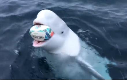 El cetáceo atrapaba la pelota y se la devolvía a un grupo de aficionados que se transportaban en un bote.