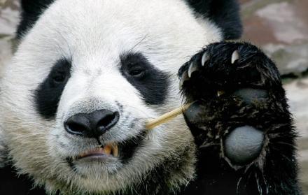 Chuang Chuang falleció a los 19 años.