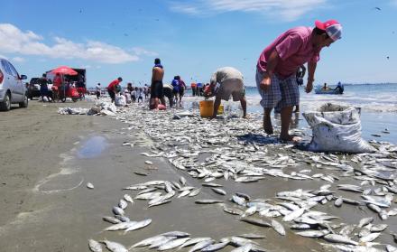 Peces muertos en la playa.