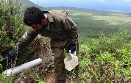 Guardaparques ayudan en el control de roedores en las islas Galápagos.