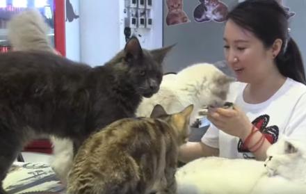 Pekín cambia el café con leche por el café con gatos y perros