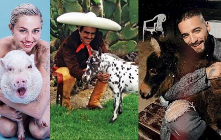 El cantante mexicano Vicente Fernández tenía dentro de su rancho Los Tres Potrillos, varios caballos miniatura.