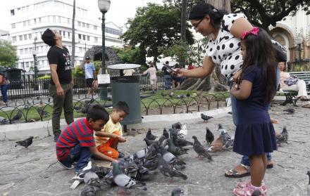 Palomas en el Parque Seminario.