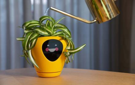 Por medio de una pantalla podrás conocer cómo se siente tu planta y podrás ayudar a estar en mejor estado.