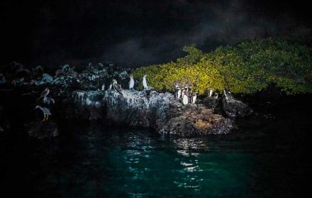 Los pingüinos son vigilados para evitar que su ecosistema sea destruido o que la especie se amenazada de alguna manera.