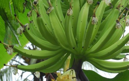 Producción. Al plátano se lo siembra mucho asociado con cacao.