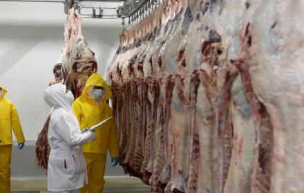 Recepción. Mediante un sistema de ganchos y rieles aéreos, la carne se transporta a áreas: desinfección, curado, desposte y procesamiento.