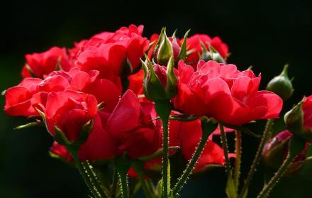 Los productores del país quieren diversificar los mercados a los que están exportando.