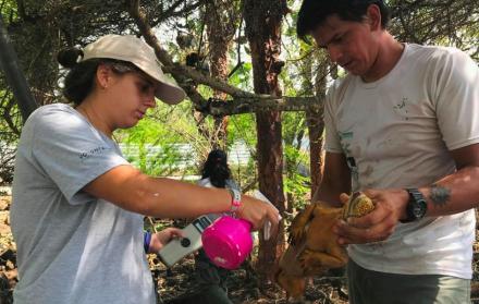 Los aspirantes no son solo ecuatorianos; también hay interesados provenientes de Perú, Colombia y España.