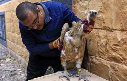 El pájaro, de color arena, se posó en Taez, una ciudad del sudoeste de Yemen.