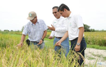 Imagen referencial. El caracol de manzana fue una de la plagas en las plantaciones de arroz.