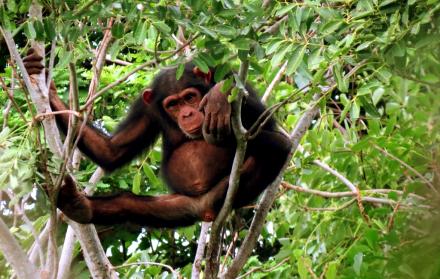 Los últimos chimpancés de Senegal