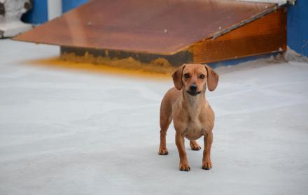 El perrito estuvo 7 días con el cadáver de su dueño.
