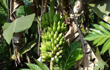 Referencial. La amenaza de Raza 4 fue detectada en la zona de La Guajira
