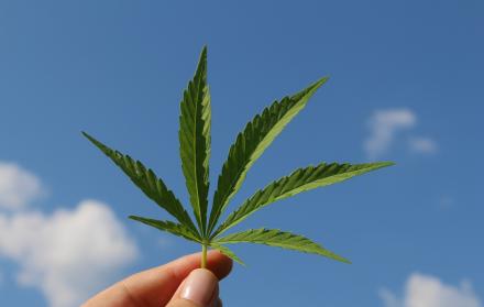 Imagen referencial. Según la investigación, el Skunk tiene más del 10 % de THC que el cannabis más común.