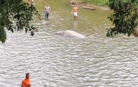 El mamífero fue visto ayer en el sector El Palmar de Babahoyo y la comunidad alertó a las autoridades.