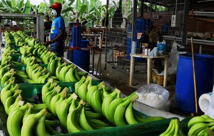 La prohibición de nuevas siembras es otro escollo, que ha permitido que países como Guatemala ganen algunos mercados que antes dominaba Ecuador.