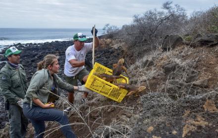 Este lunes se realizó el traslado de más de mil iguanas terrestres. 