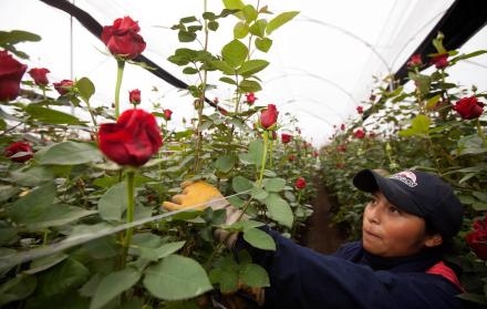 Referencial. Las fincas afectadas se ubican en la región de José Guango y Mulaló en la sierra central del Ecuador