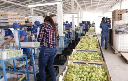 Las uvas de mesa de la provincia de Santa Elena.