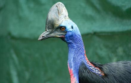 Imagen referencial. Similares a los emúes, estos pájaros pueden crecer hasta casi 1,8 metros de altura.