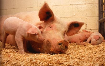 Ecuador también se prepara contra la peste porcina