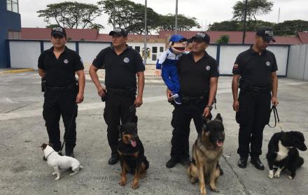 Las mascotas será entrenadas por quince guías, quienes dictarán la capacitación.