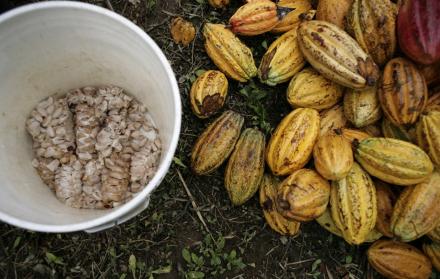 El cacao es uno de los productos más importantes del país.