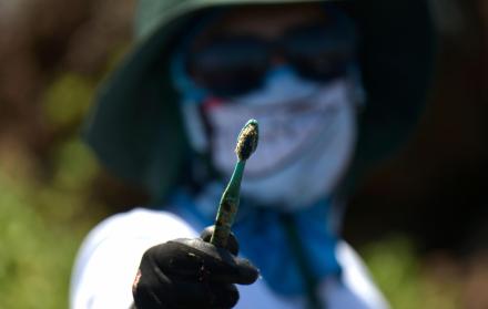 Un voluntario muestra un cepillo de dientes recolectado en la costa de la isla Isabela en el archipiélago de Galápagos en el Océano Pacífico. (AFP)