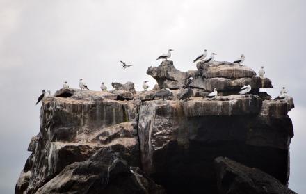 Galápagos cumplirá 60 años como área protegida, con mar de retos por cumplir