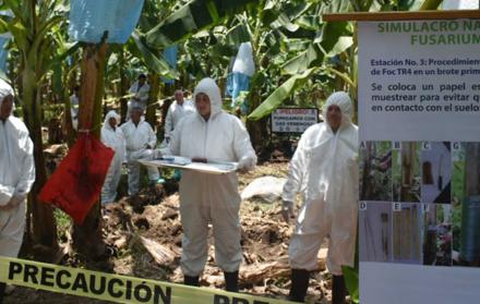 Referencial. Personal de Agrocalidad participa en un simulacro de acciones contra la plaga Fusarium Raza 4.