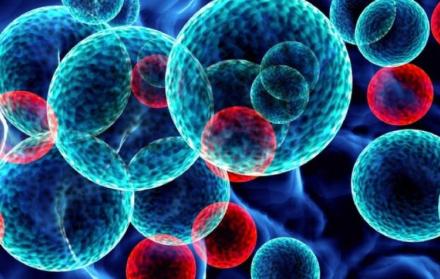 Un trabajo de investigadores españoles describe las bases moleculares de la predisposición genética a la leucemia.