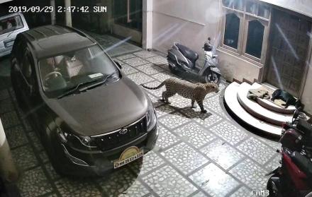 Un perro es atacado brutalmente por un leopardo mientras dormía