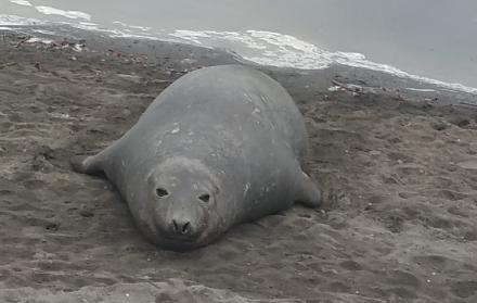 La presencia de un elefante marino en el balneario Puerto Hondo sorprendió a los moradores, la mañana del miércoles 13 de noviembre.