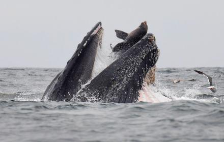 Dekker tomó la fotografía en un viaje en barco para avistar ballenas en California.