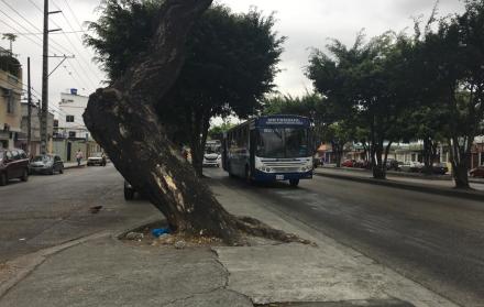 Los árboles abundan en los parterres de las avenidas.
