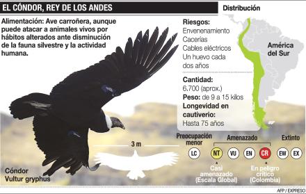 El cóndor, un emblema en grave riesgo en Ecuador